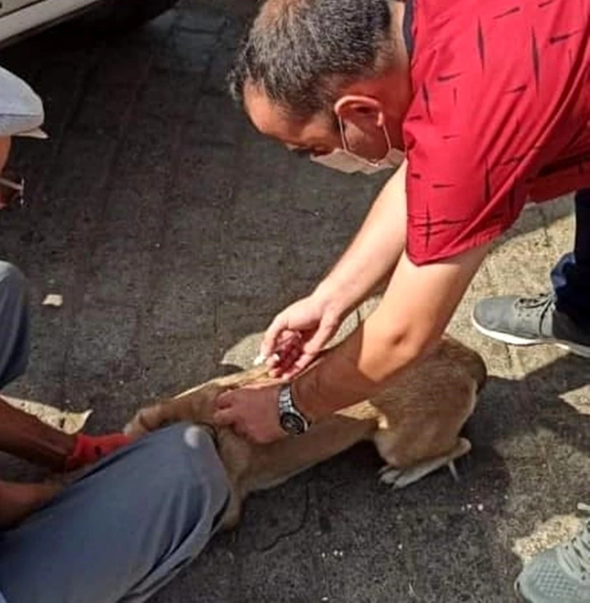 Nazilli’de sahipli kedi ve köpeklerin kayıt işlemleri devam ediyor