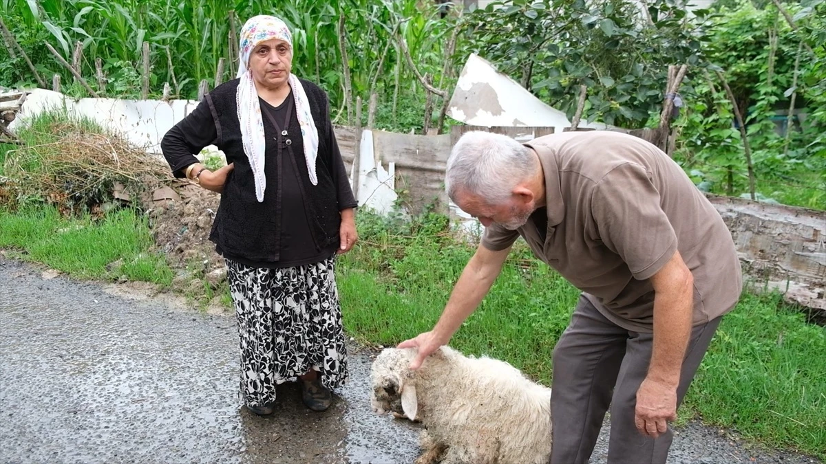 Ordu’da sahipsiz köpeklerin saldırısı sonucu bir kuzu öldü, diğeri yaralandı