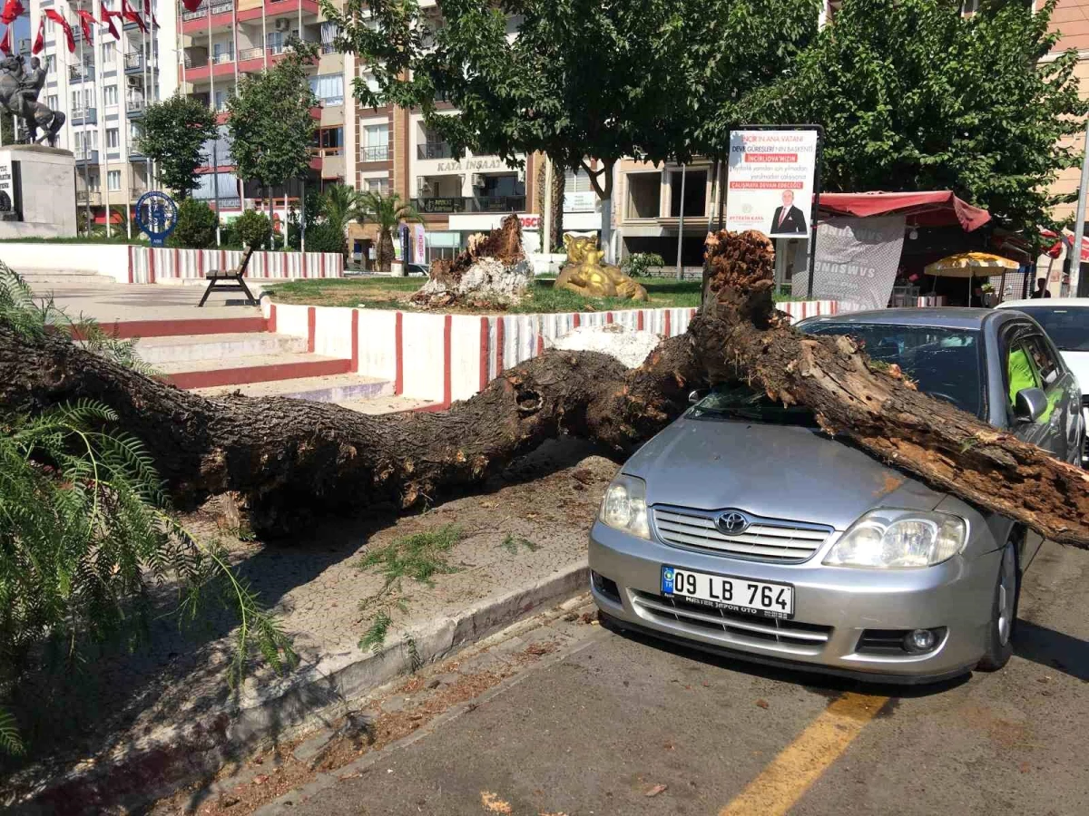 Aydın’da ağaç otomobile zarar verdi