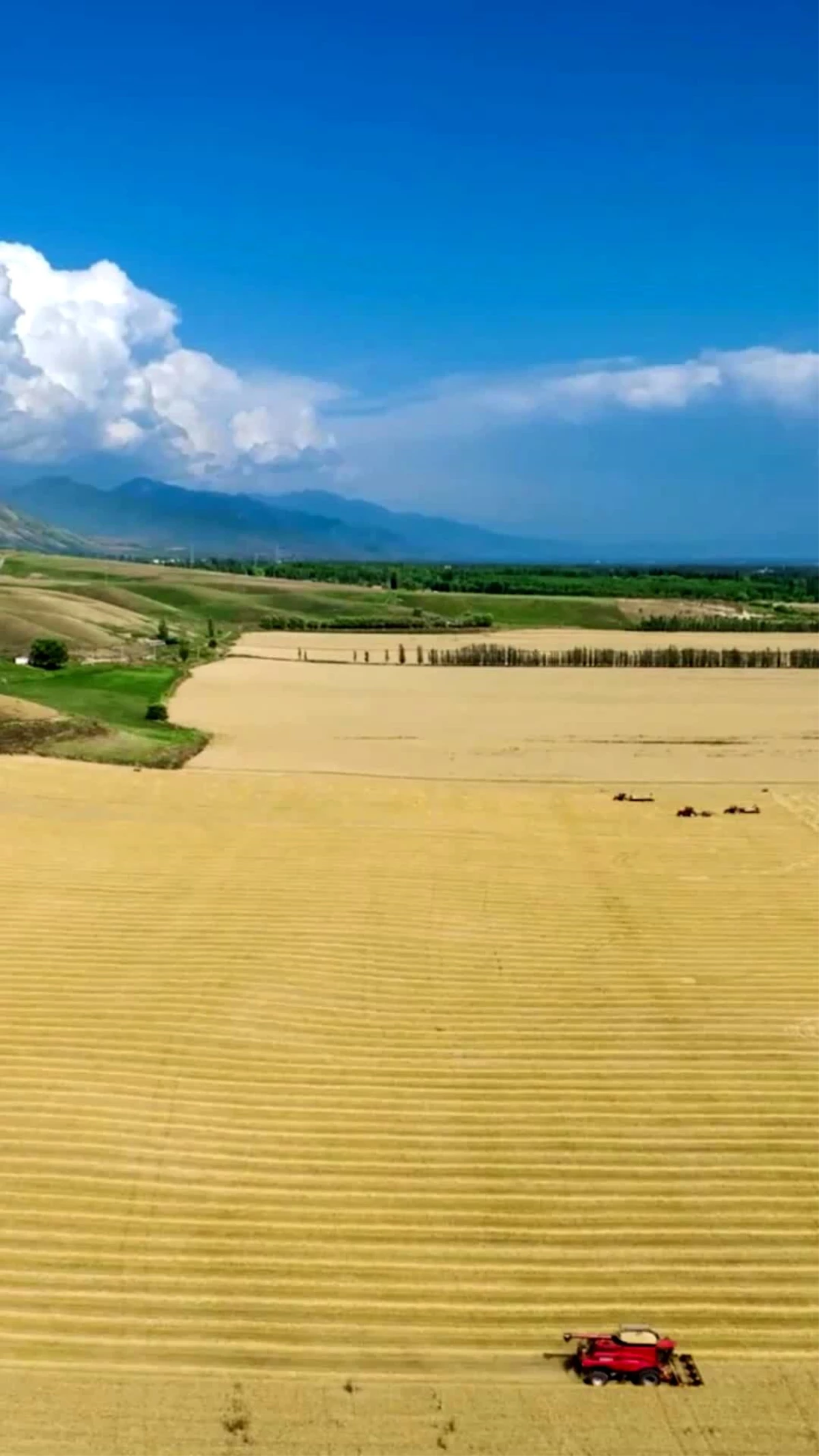 Çin’in Xinjiang bölgesindeki yaz hasadından görüntüler