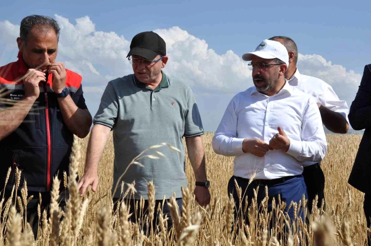 Kars’ta Yüzde 50 Hibeli Buğday Tohumları Ekildi