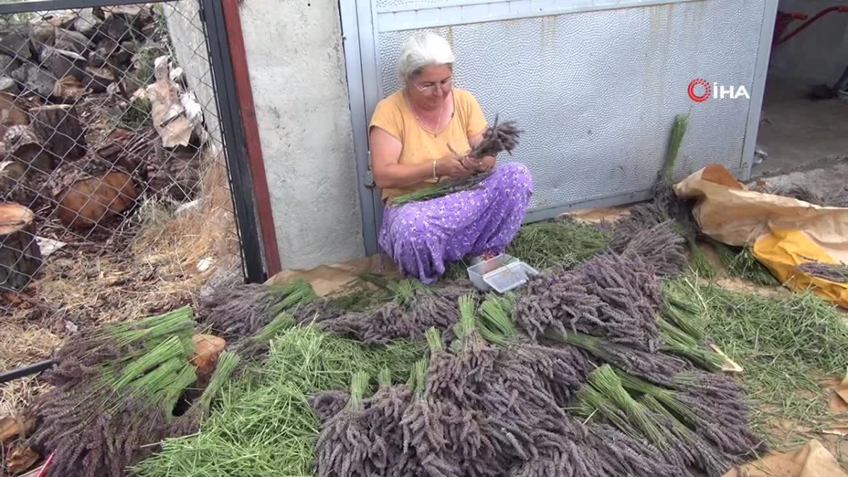 Lavanta bahçesi öğrencilere burs sağlıyor