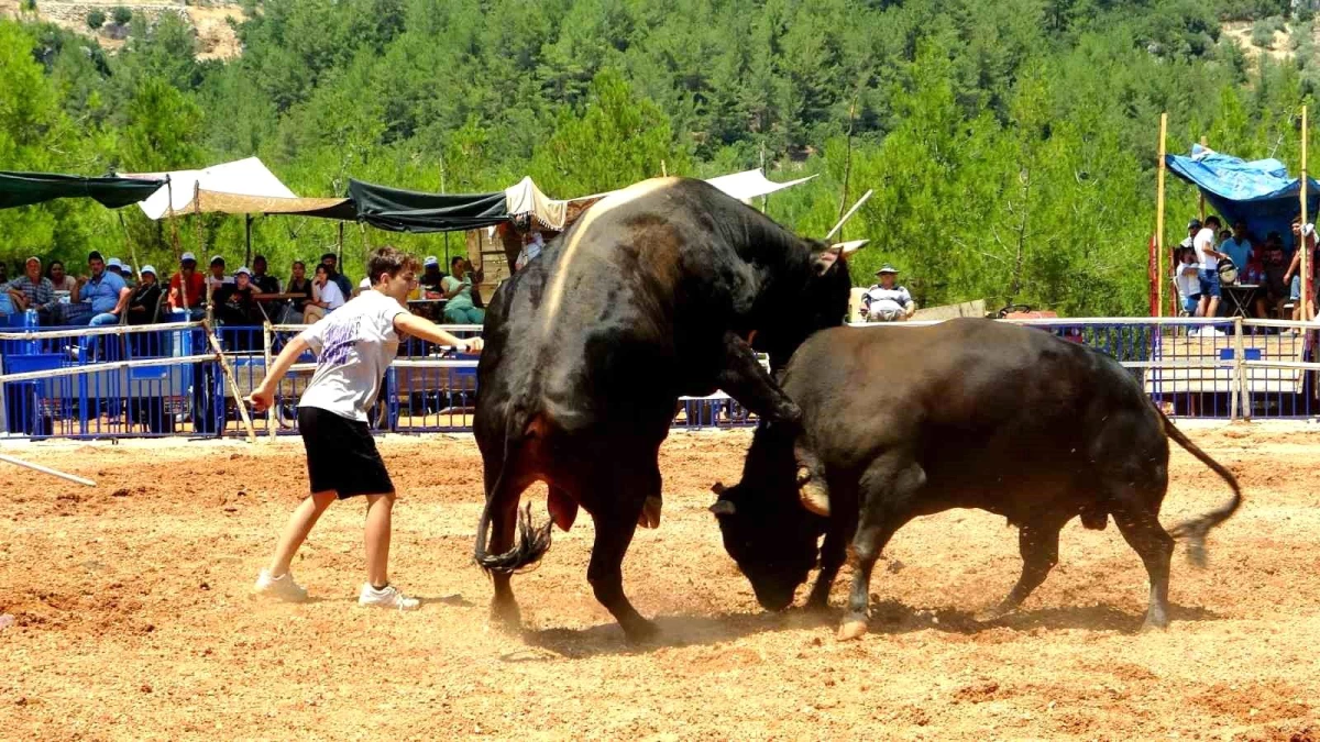 Muğla’da düzenlenen boğa güreşi festivali büyük ilgi gördü