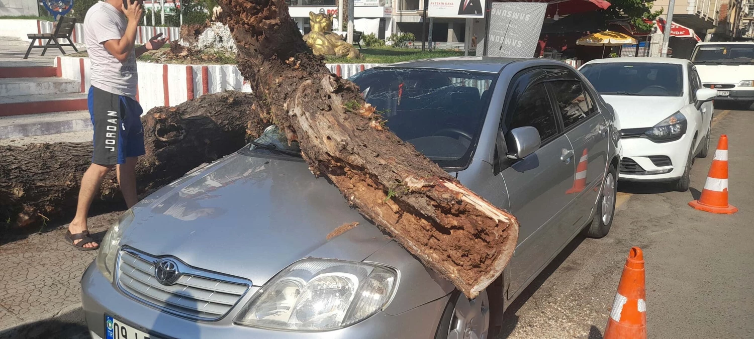 Tahtakurularının çürüttüğü ağaç otomobilin üzerine devrildi