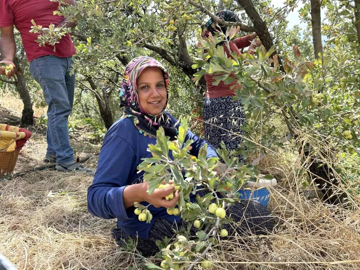 Depremzedelerin Ürettiği Alıç, İhraç Ediliyor