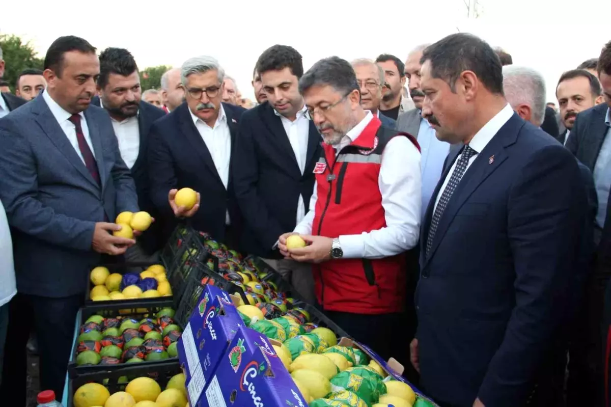 Dörtyol’da Narenciye Hasadı Sezonu Açıldı