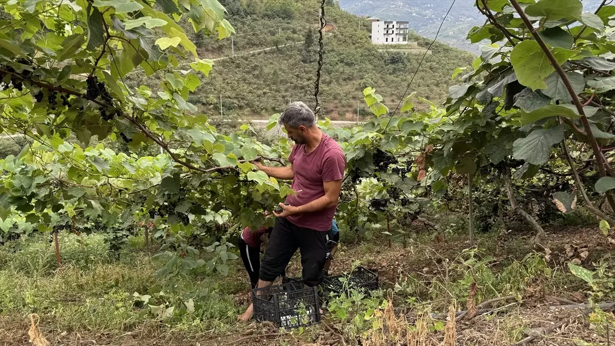 Isabella Üzümünde Hasat Sezonu Başladı