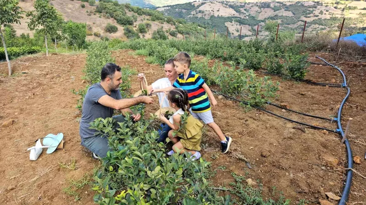 Sındırgı’da Aronya Meyvesinin İlk Hasadı Yapıldı