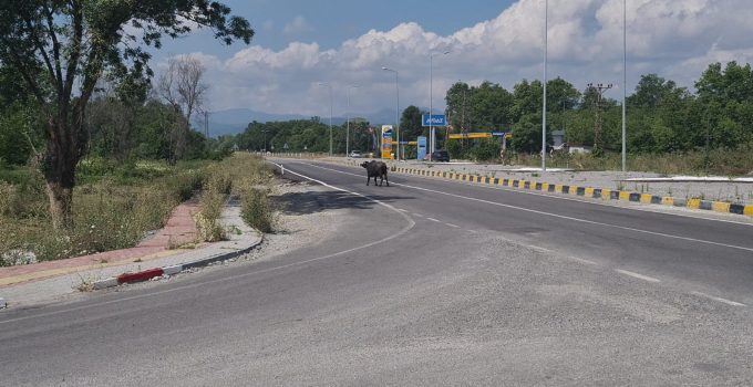 Mandalar karayoluna çıktı, sürücüler yavaşlamak zorunda kaldı