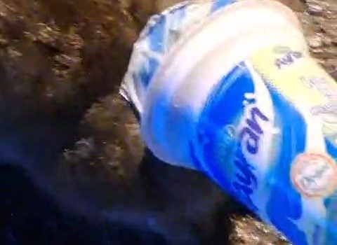 Kafasına ayran kabı sıkışan kedi, yardım için itfaiyeye gitti.