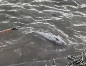 Karadeniz Ereğli’de fırtınanın ardından ölü yunus sahile vurdu