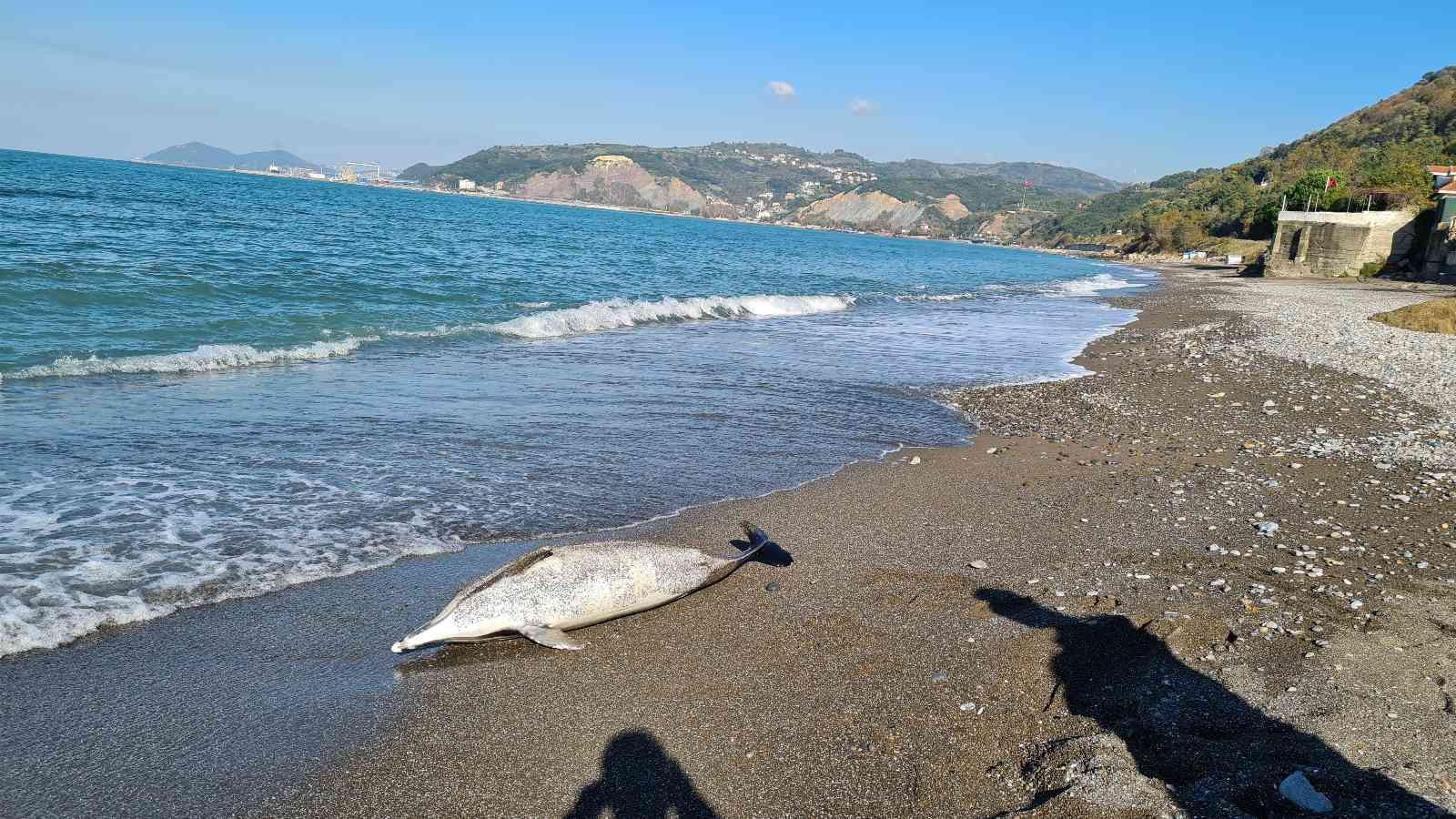 Kdz. Ereğli sahilinde ölü yunus bulundu