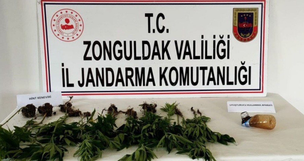 Zonguldak 28 kök kenevir bitkisi ele geçirildi